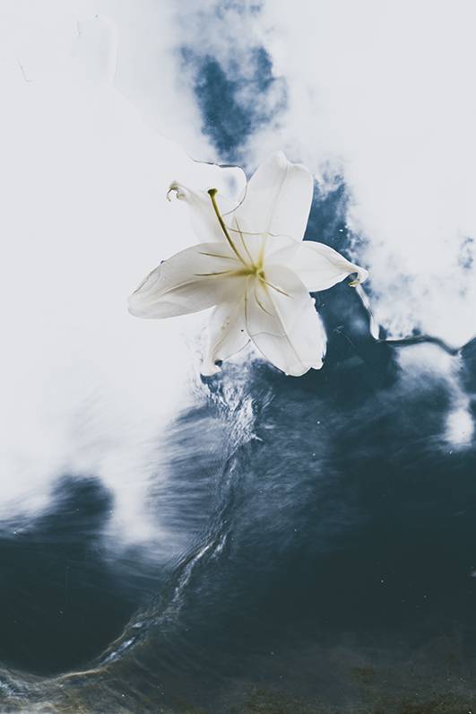 evie shaffer