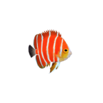 angel fish 1