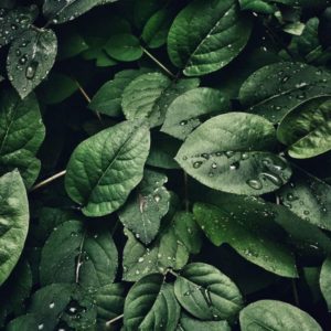 4k wallpaper close up dew 807598 700×700 1