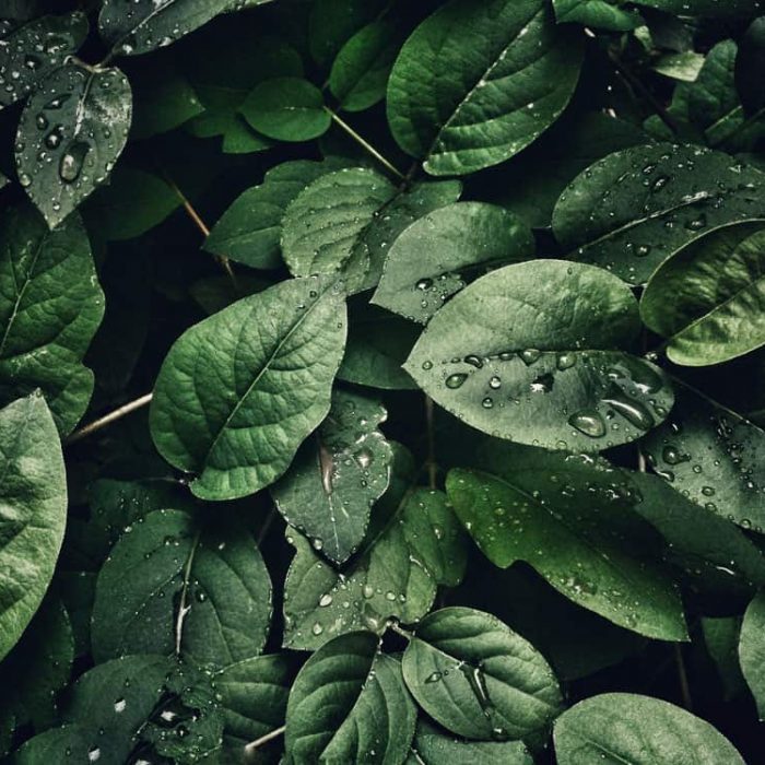 4k wallpaper close up dew 807598 700×700 1