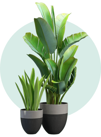 plant